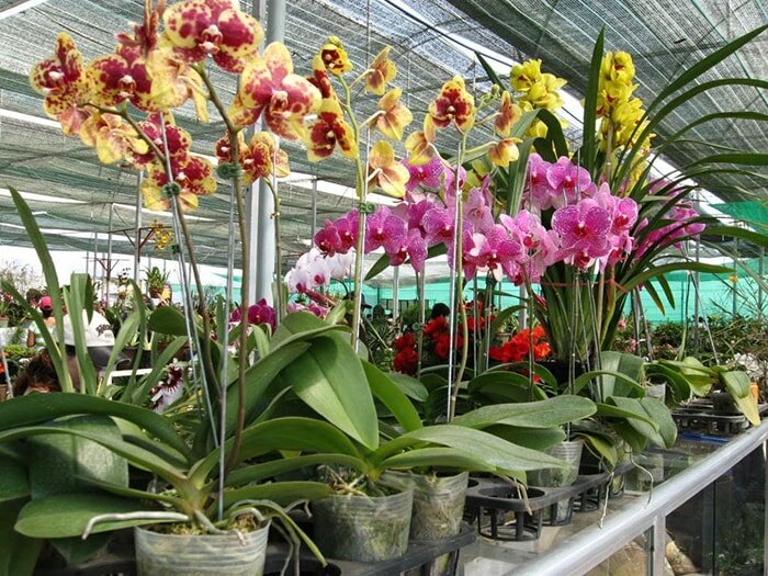 Ý nghĩa đặc biệt của hoa lan hồ điệp Ý nghĩa đặc biệt của hoa lan hồ điệp