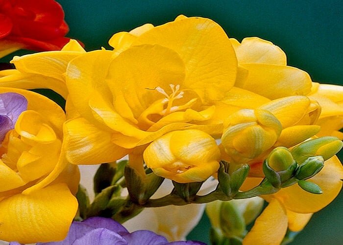 Ý nghĩa của hoa lan Nam Phi Ý nghĩa của hoa lan Nam Phi